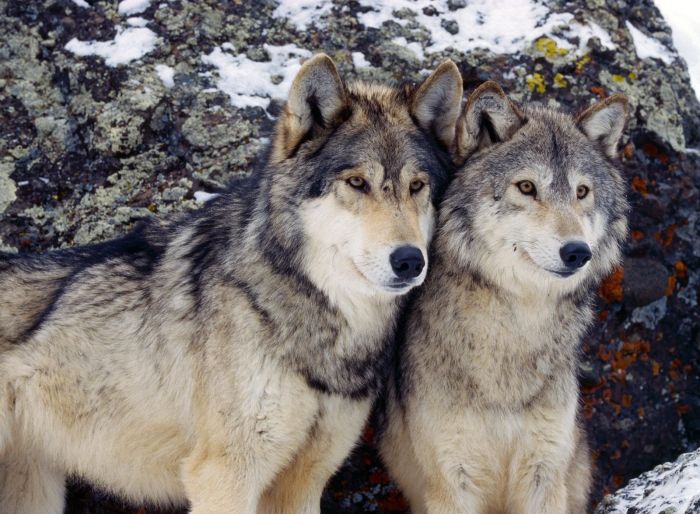 gray wolf