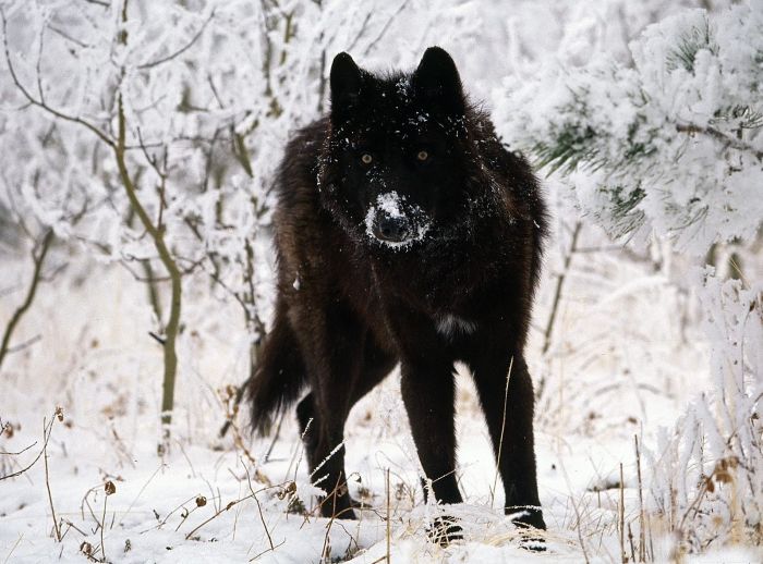 gray wolf