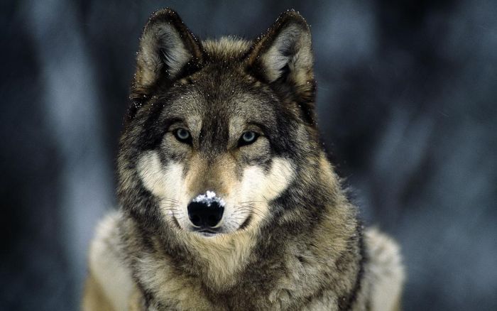 gray wolf