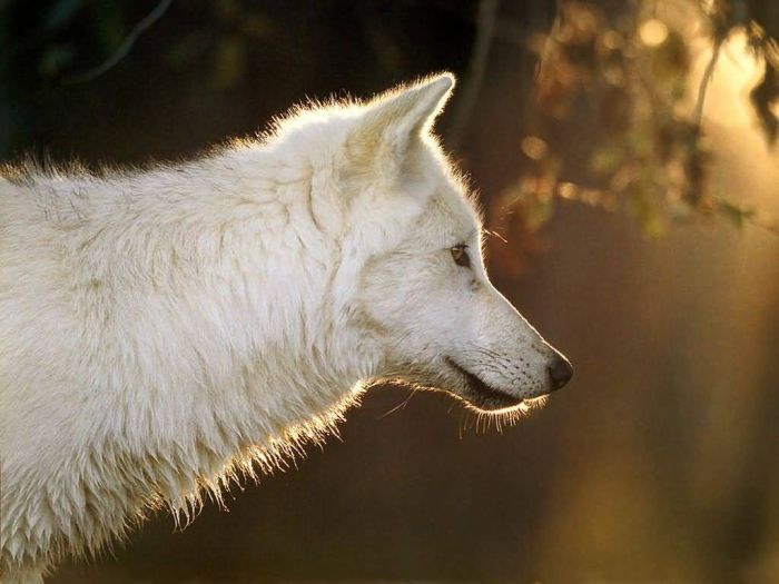 gray wolf