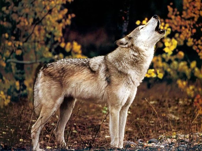 gray wolf