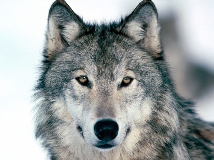 gray wolf