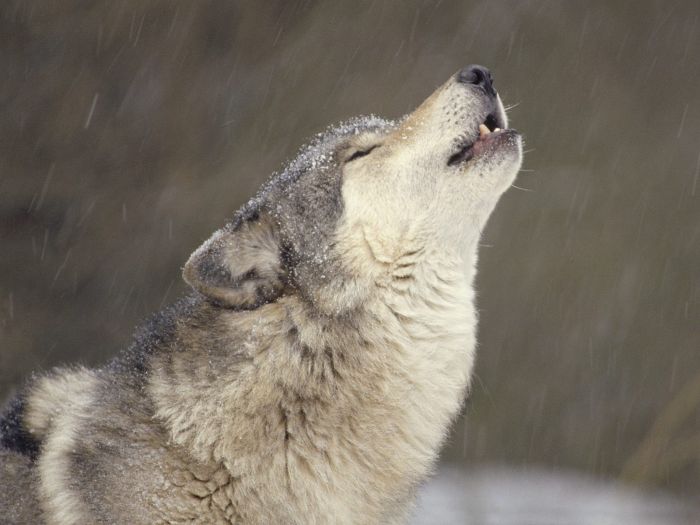 gray wolf