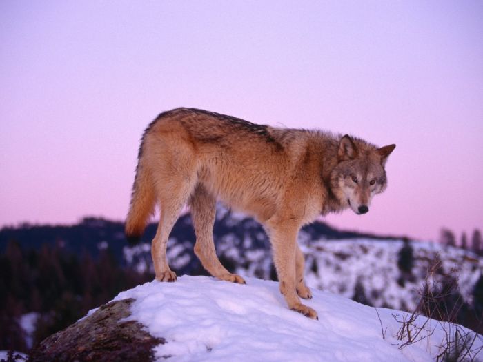 gray wolf