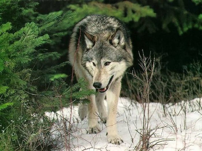 gray wolf