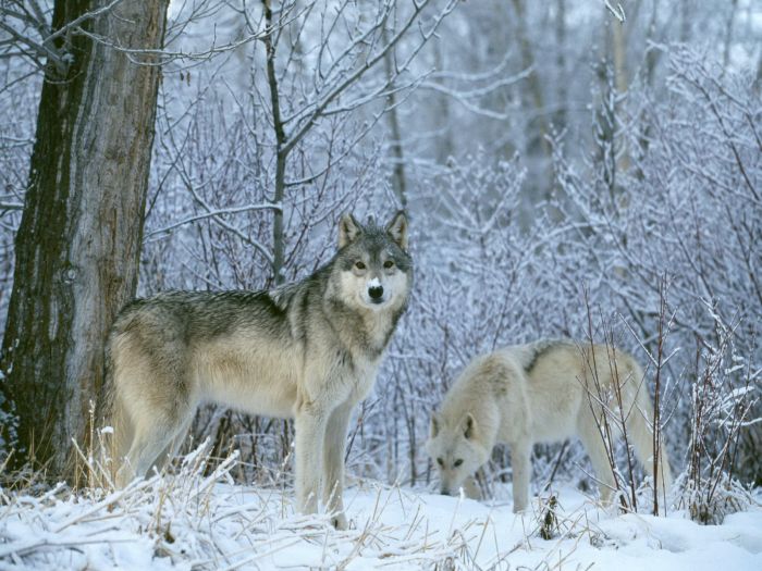 gray wolf