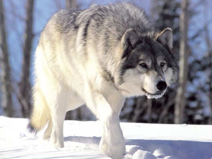 gray wolf