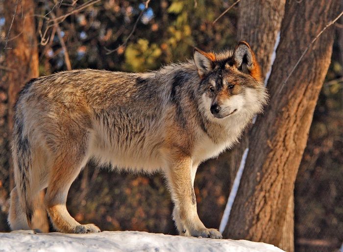 gray wolf