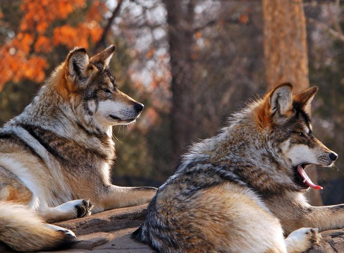 gray wolf