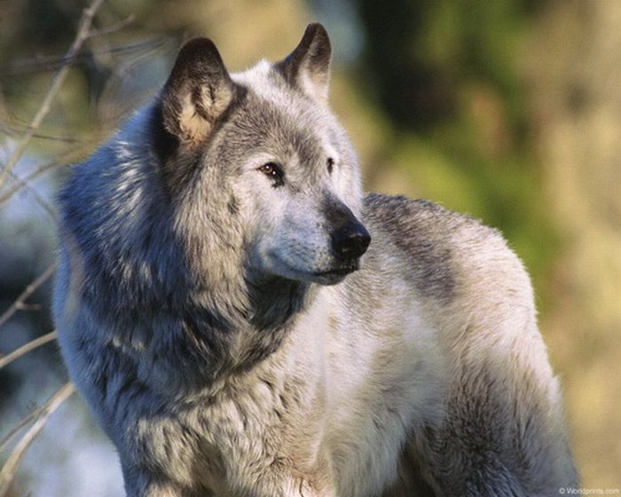 gray wolf