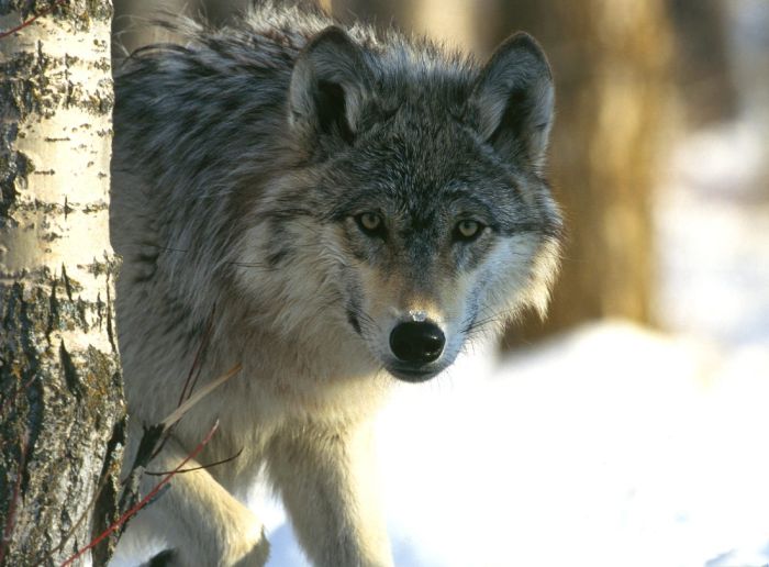 gray wolf