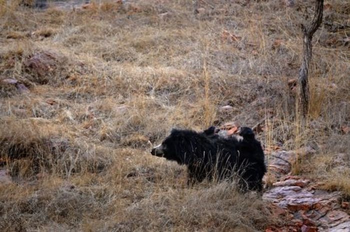 mother bear chased a tiger away