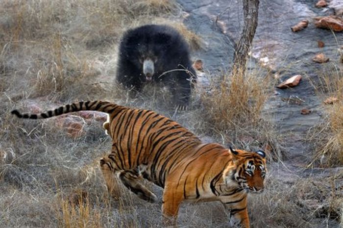 mother bear chased a tiger away