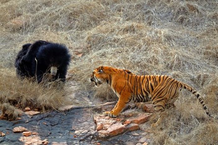 mother bear chased a tiger away