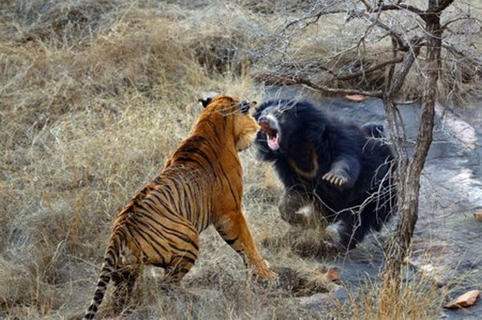 mother bear chased a tiger away