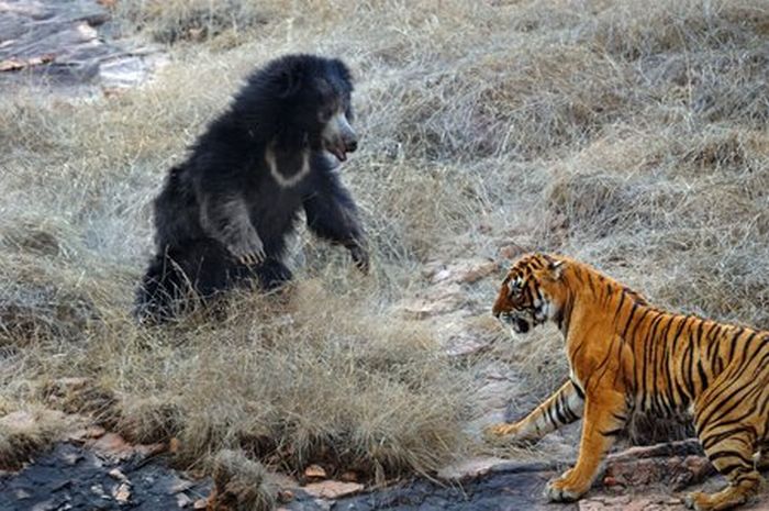 mother bear chased a tiger away