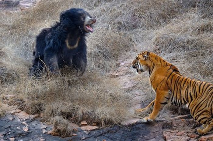 mother bear chased a tiger away