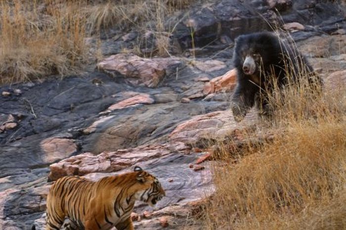 mother bear chased a tiger away