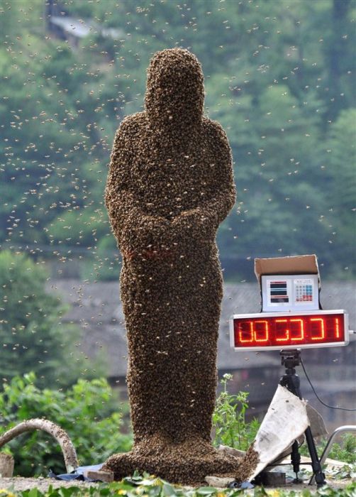 Bee bearding competition, China