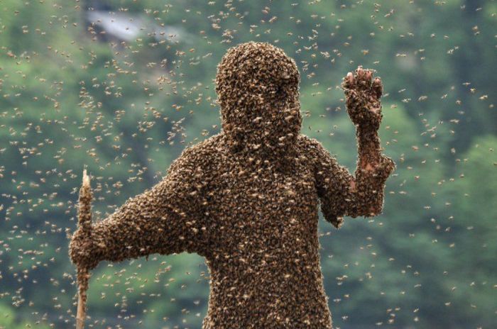 Bee bearding competition, China