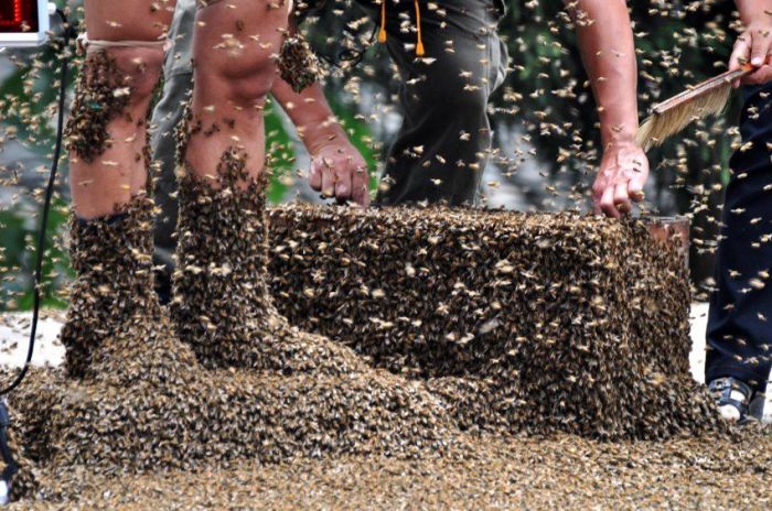 Bee bearding competition, China