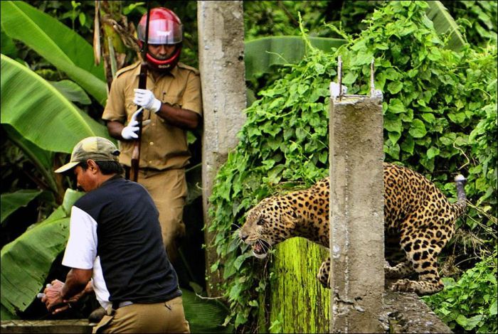 Leopard attacked people, West Bengal, India