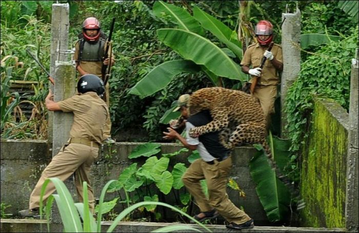 Leopard attacked people, West Bengal, India