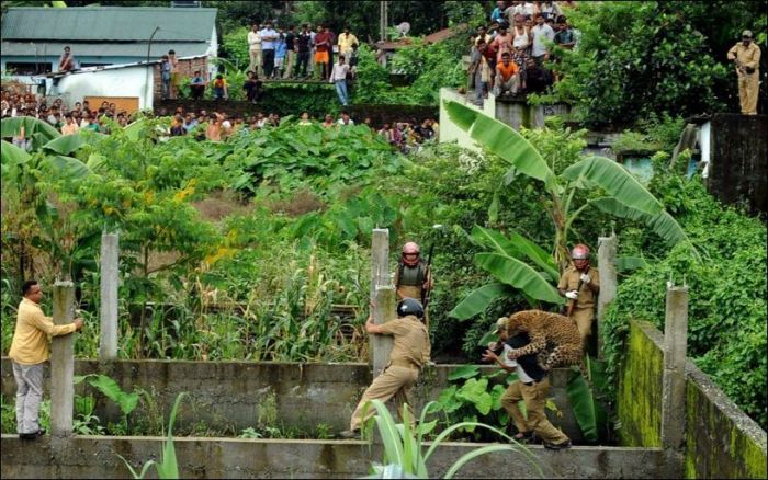 Leopard attacked people, West Bengal, India