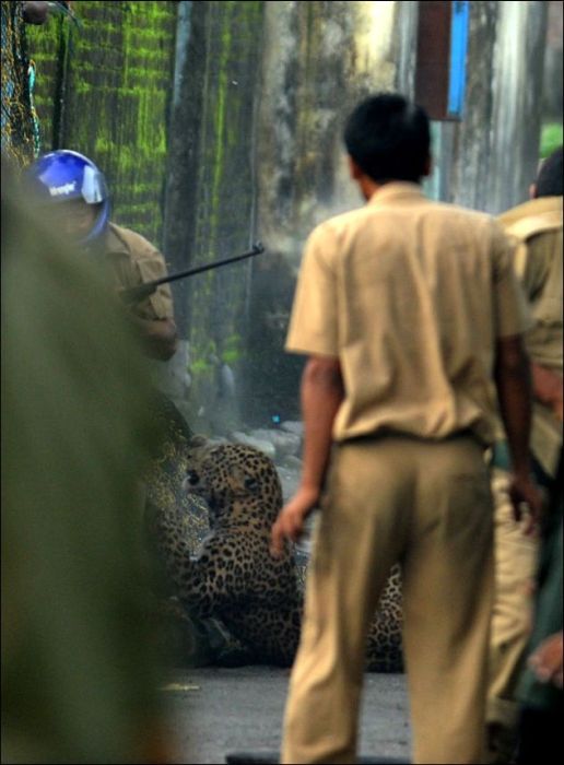 Leopard attacked people, West Bengal, India