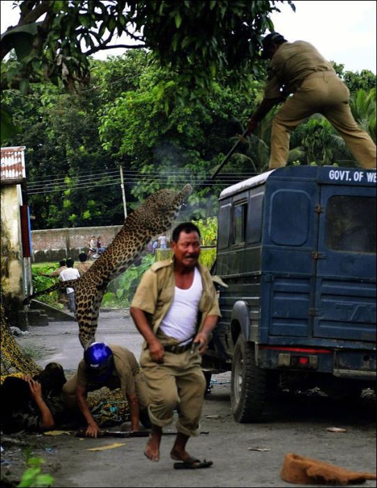 Leopard attacked people, West Bengal, India