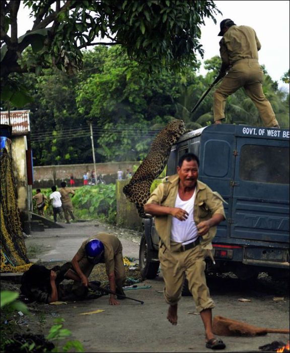 Leopard attacked people, West Bengal, India