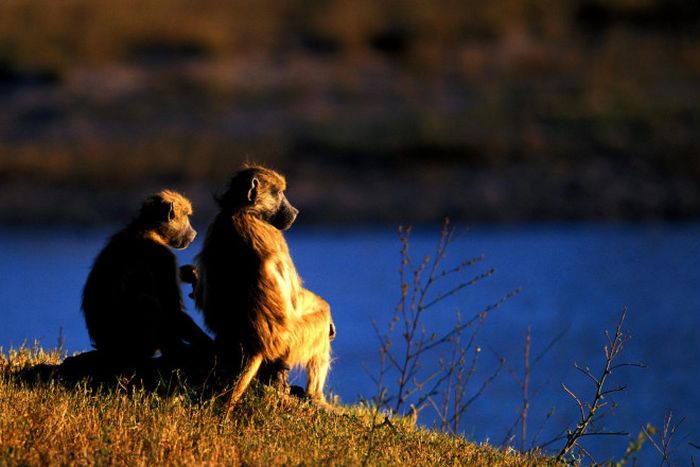 Animal photography by Süha Derbent