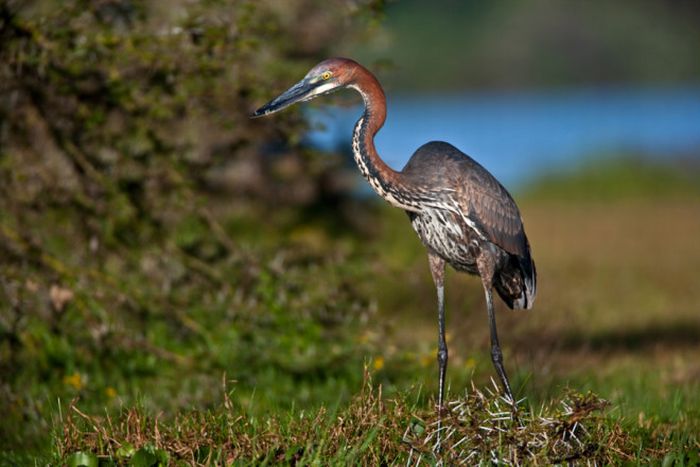 Animal photography by Süha Derbent