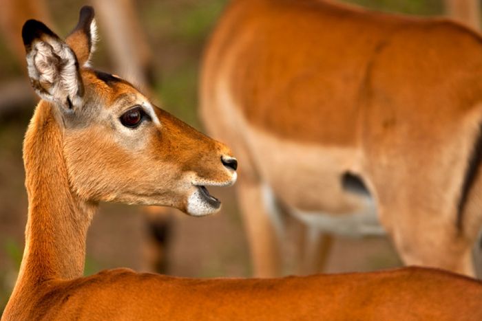 Animal photography by Süha Derbent