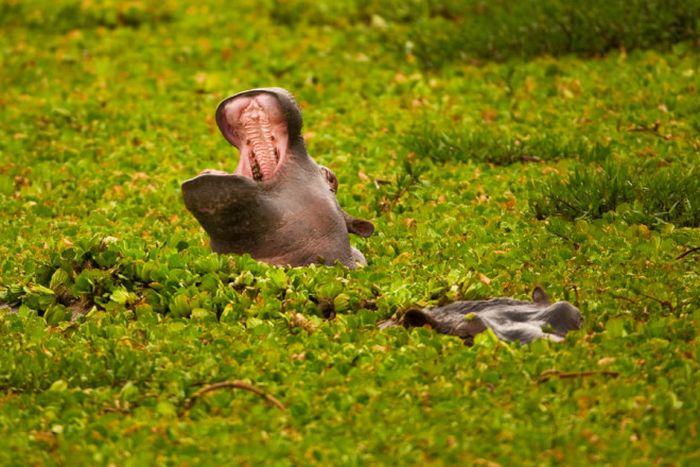 Animal photography by Süha Derbent