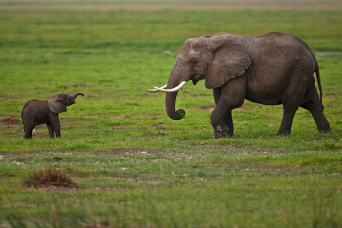 Animal photography by Süha Derbent