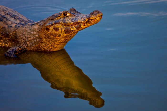 Animal photography by Süha Derbent