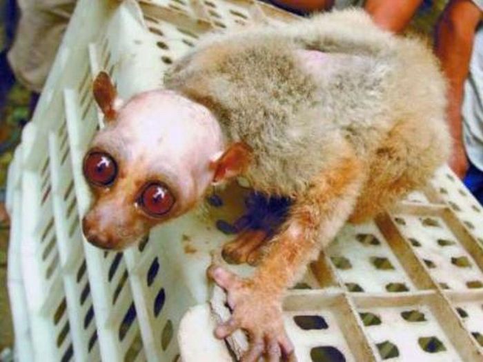 malnourished atrophied monkey alien