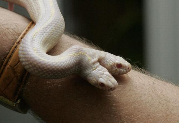 albino snake with two heads