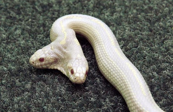 albino snake with two heads