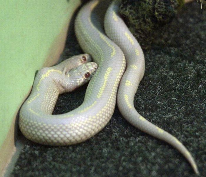 albino snake with two heads