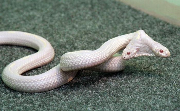 albino snake with two heads