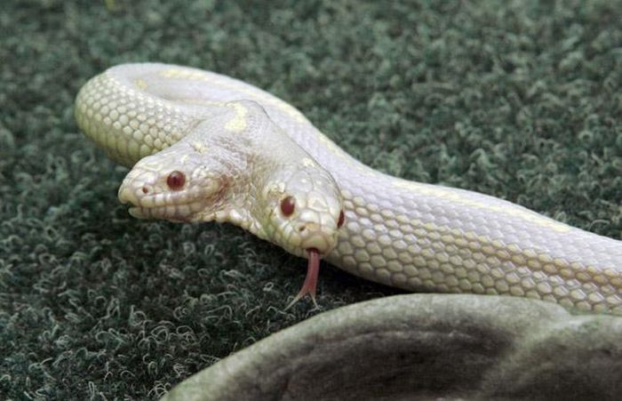 albino snake with two heads