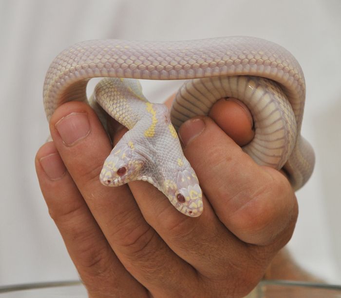 albino snake with two heads