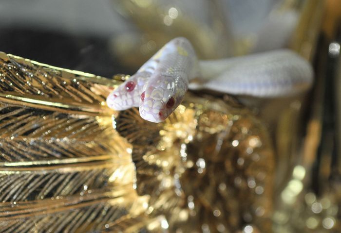 albino snake with two heads