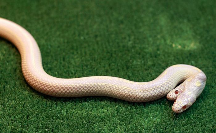 albino snake with two heads