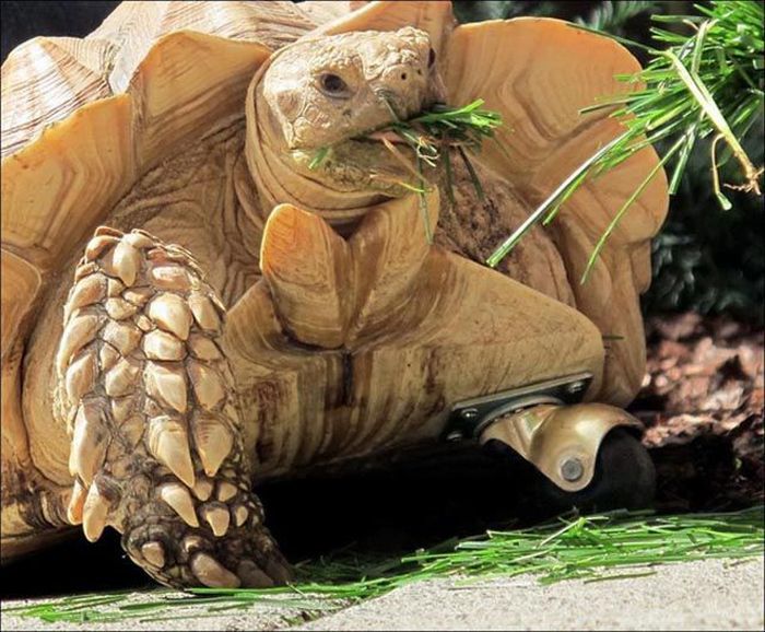 tortoise with a prosthesis