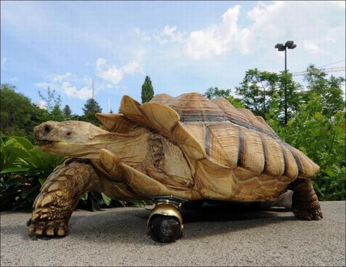 tortoise with a prosthesis