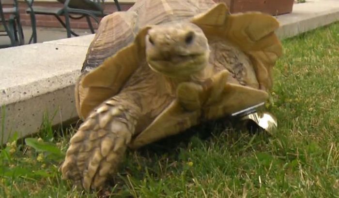 tortoise with a prosthesis