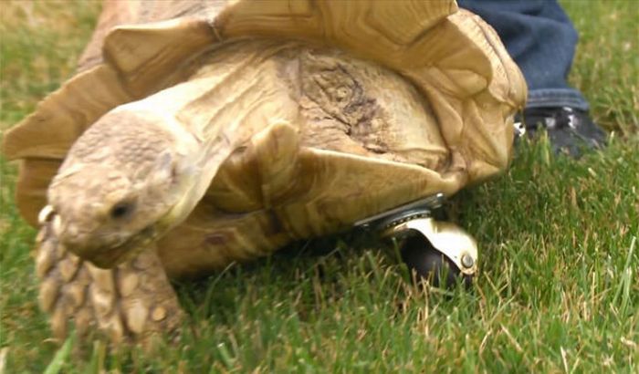 tortoise with a prosthesis